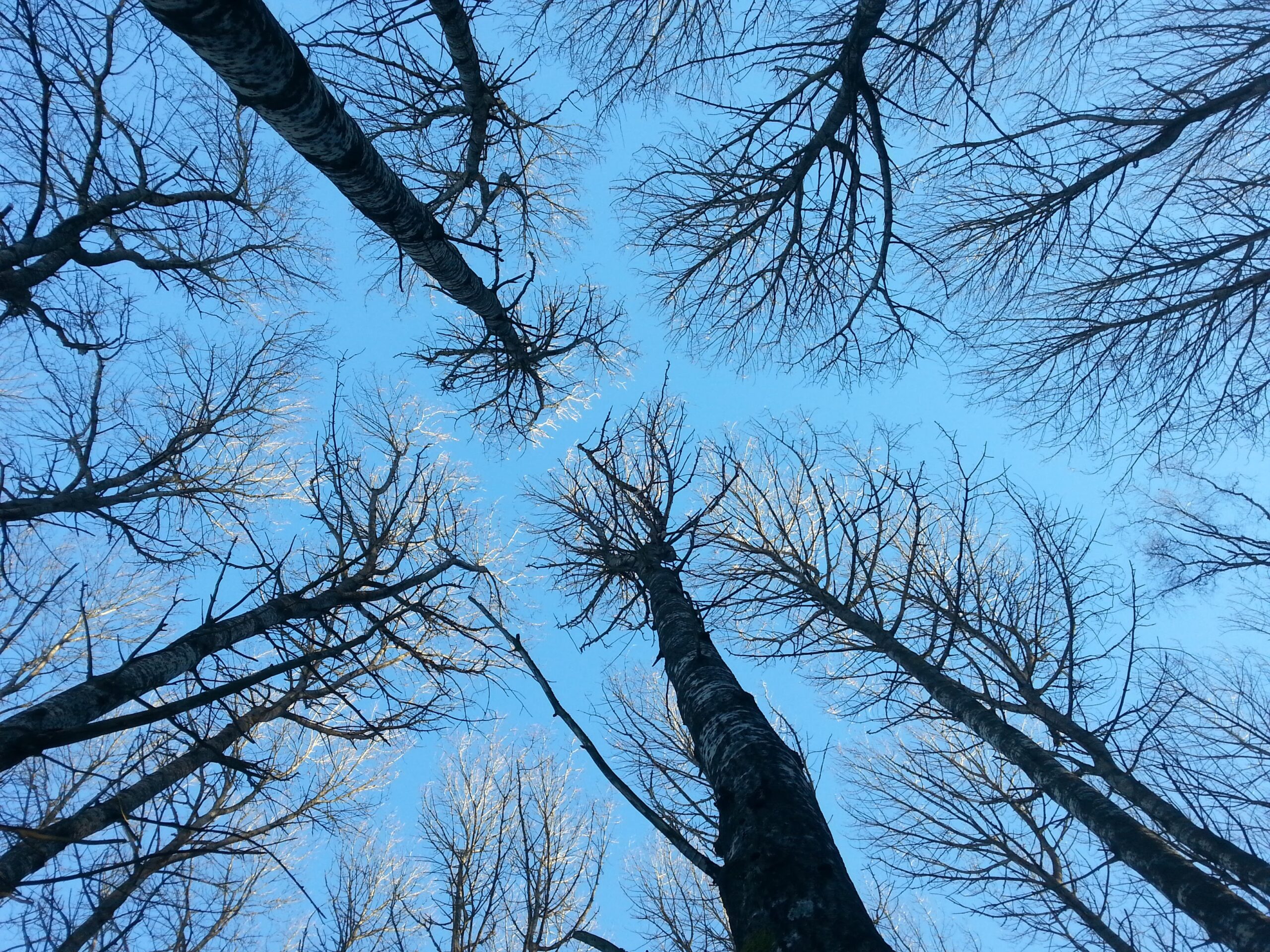 Golden hour at tips of tree