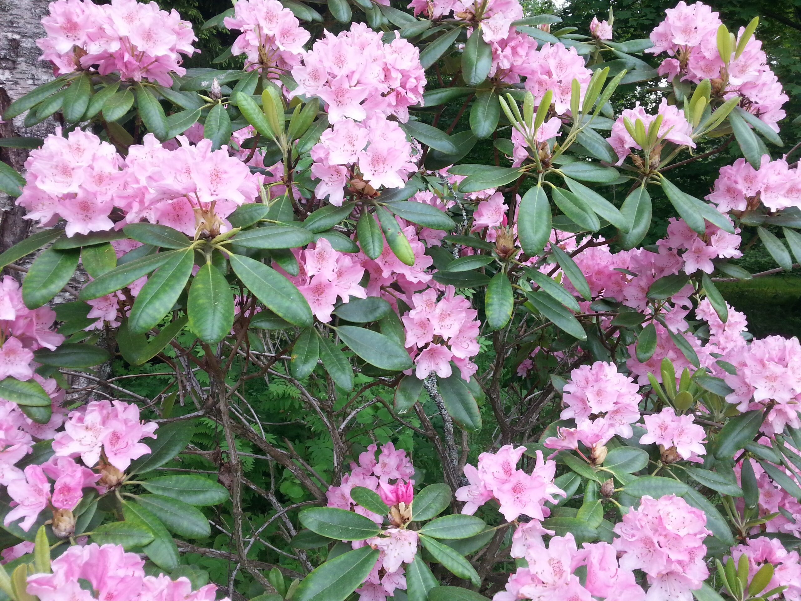 Mountain laurel at mom´s garden