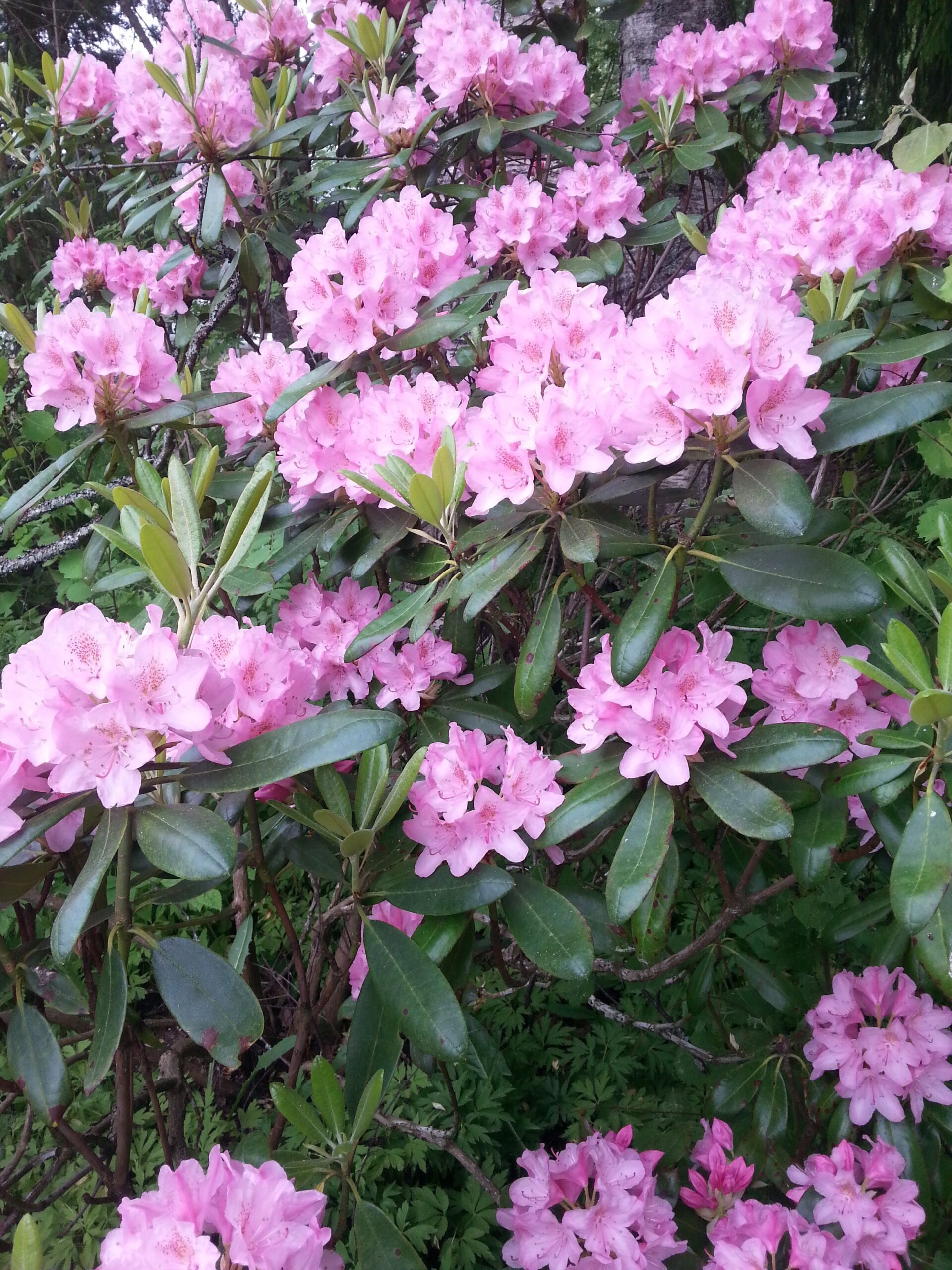 Mountain Laurel at mom's garden