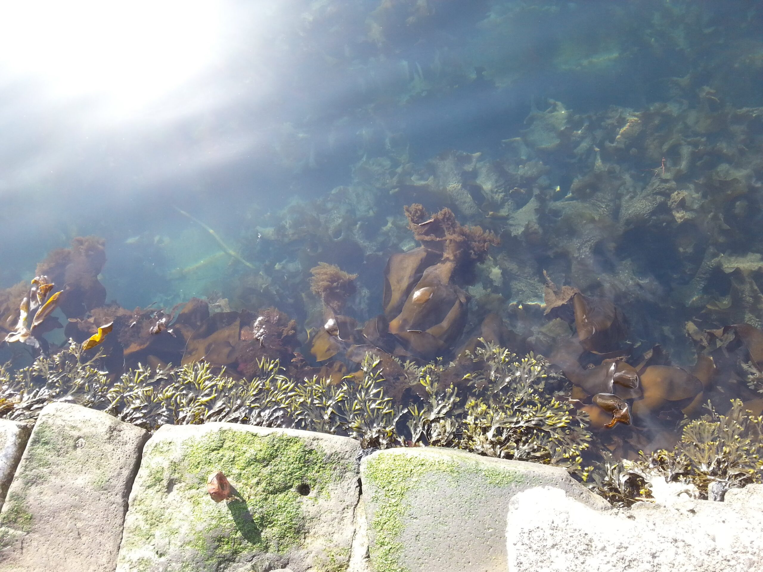 Beatiful seaweed in turquoise water at Torshavn harbour