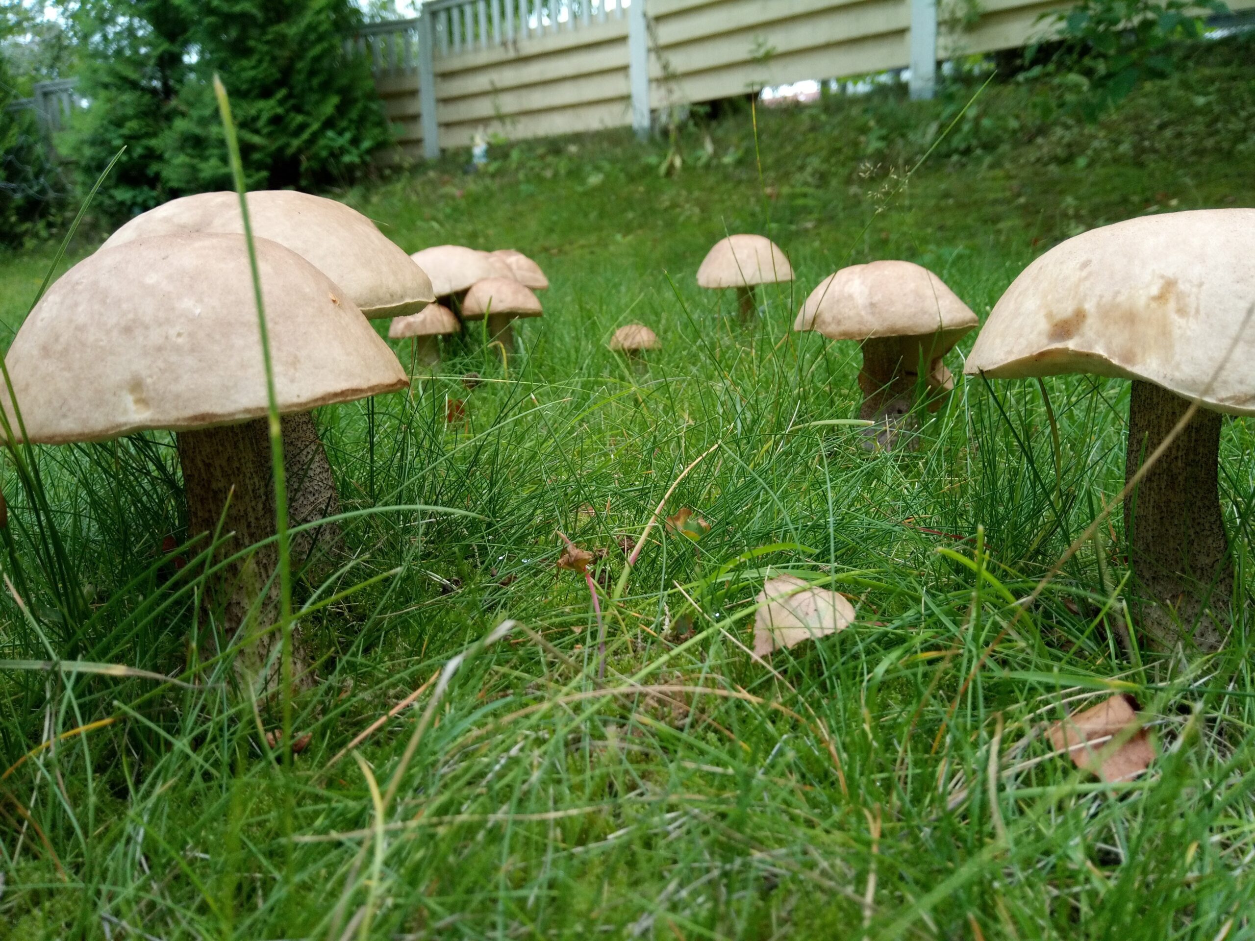 Under mushrooms