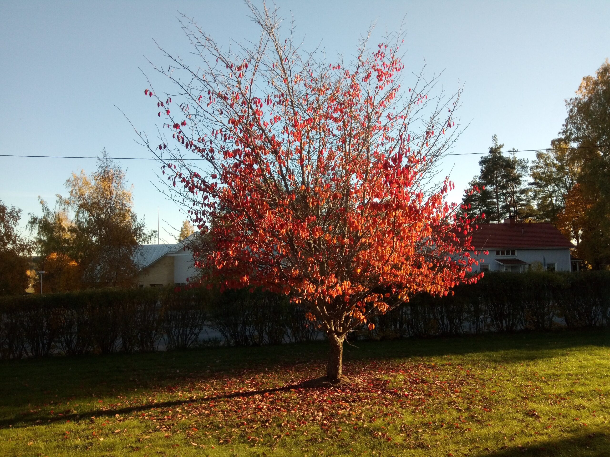 Flaming tree at Muurla (fall 2018)