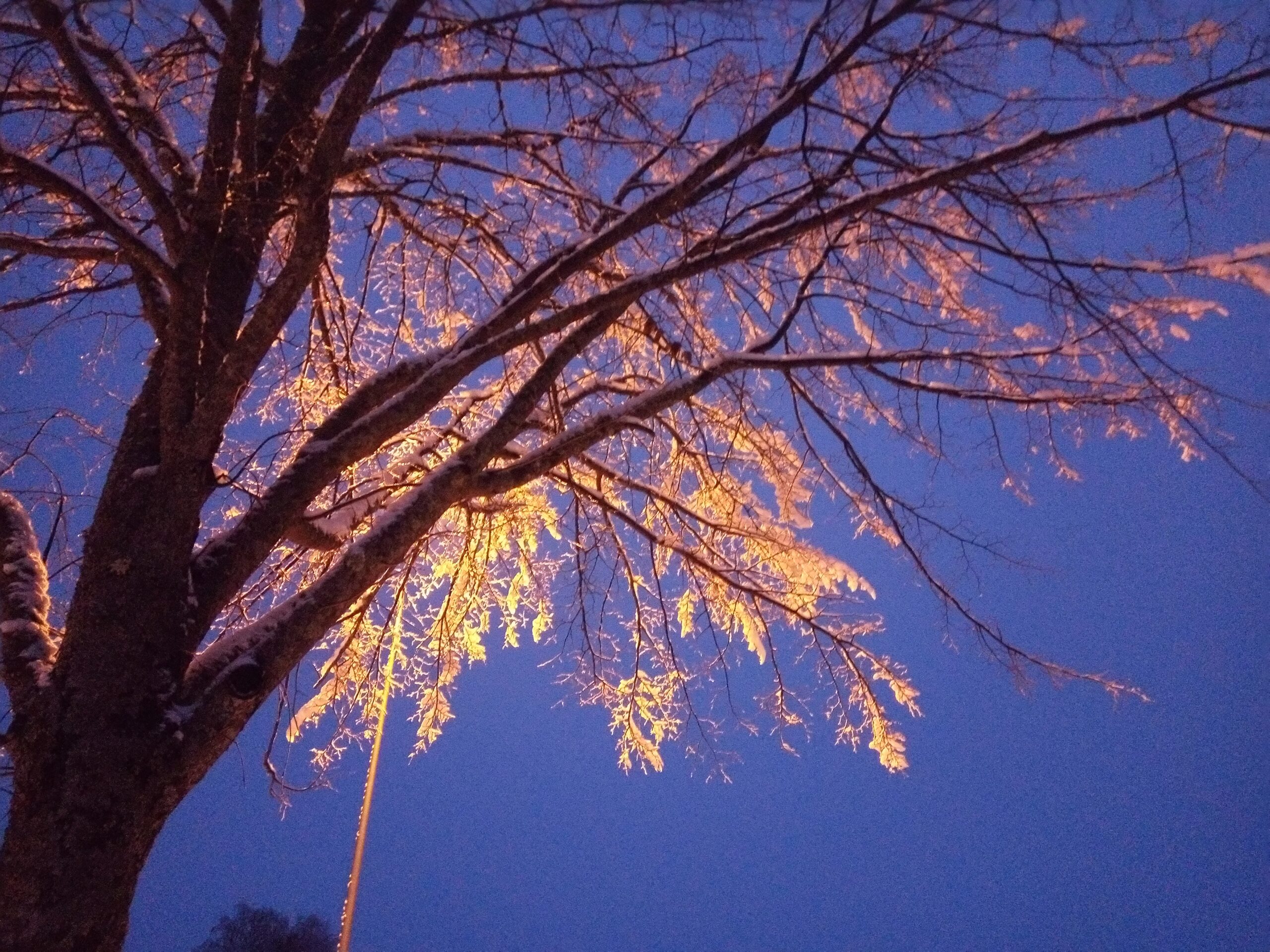 A magical tree lit by streetlight at winter 2018